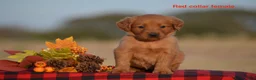 Golden Retriever dogs for sale: Kristy - Ad 1