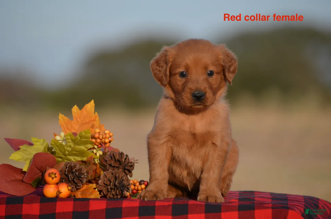 Golden Retriever dogs for sale: Kristy - Ad 1