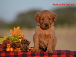 Golden Retriever dogs Kristy - Ad 19