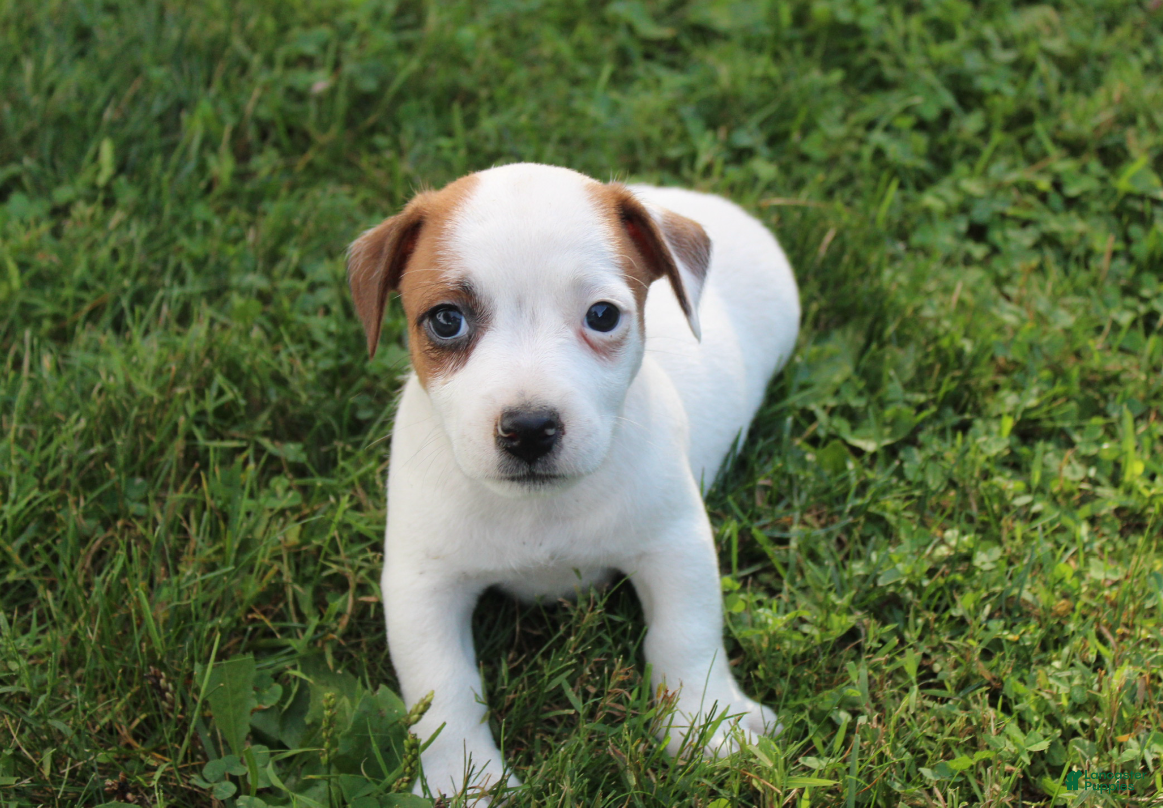 Jack Russell Terrier dogs Bandit - Ad 1