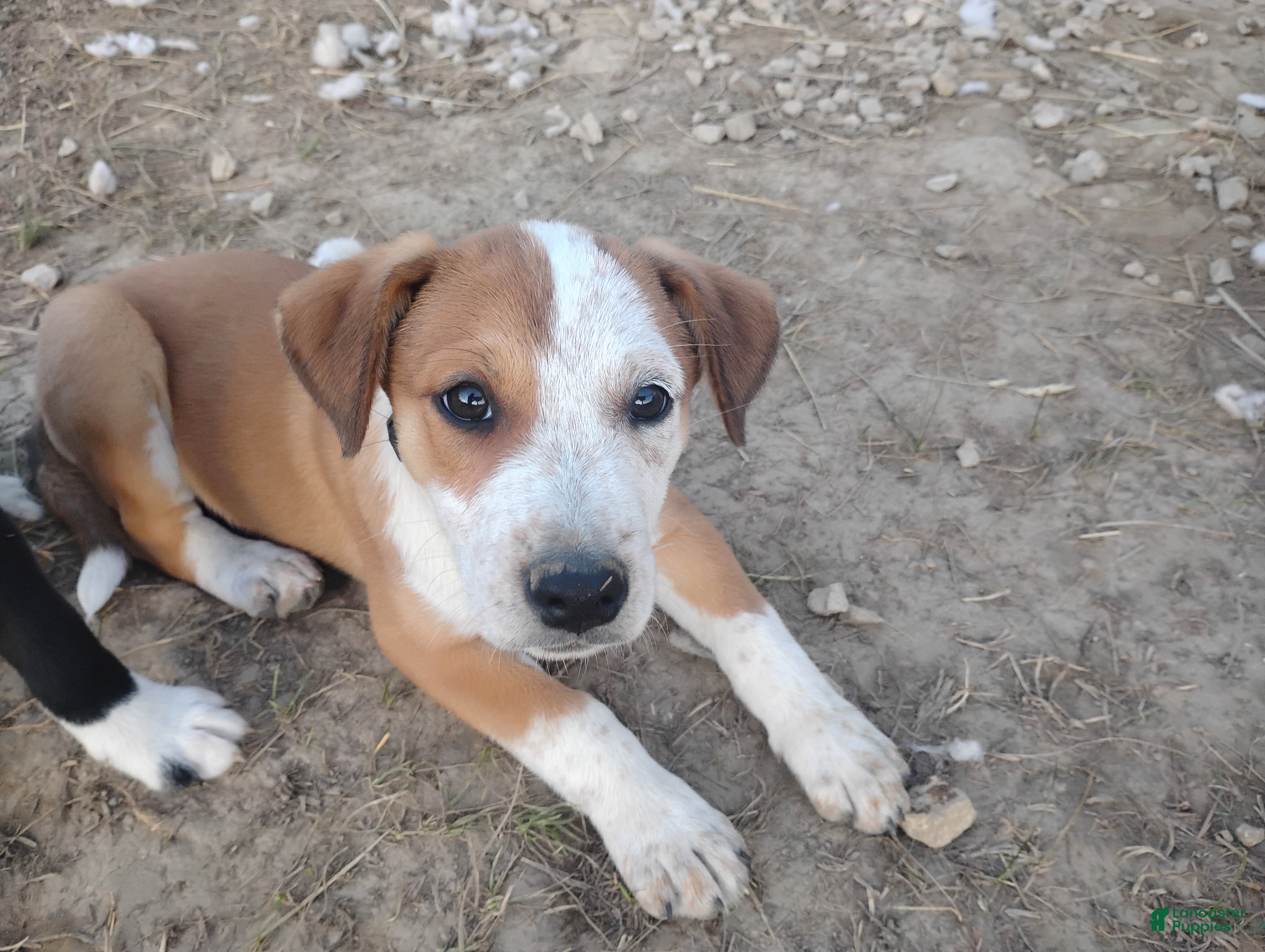 Mixed Breed dogs Patch - Ad 32