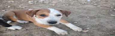 Patch