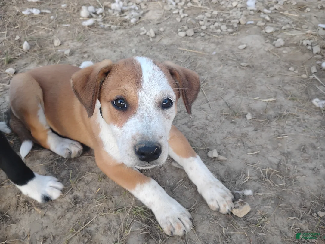 Mixed Breed dogs for sale: Patch - Ad 1