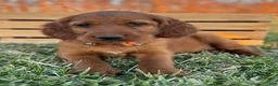 Irish Setter dogs for sale: Archie - Ad 5