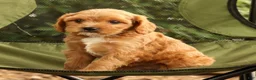Cavapoo dogs for sale: Susie - Ad 7