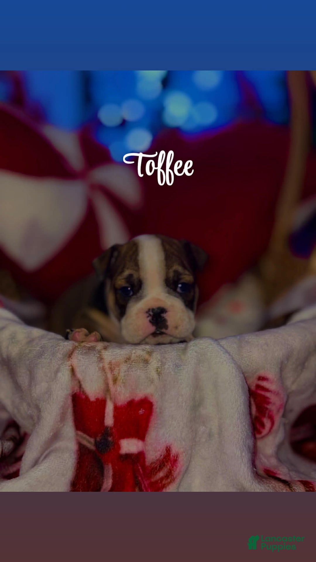 English Bulldog dogs for sale: Toffee - Ad 16