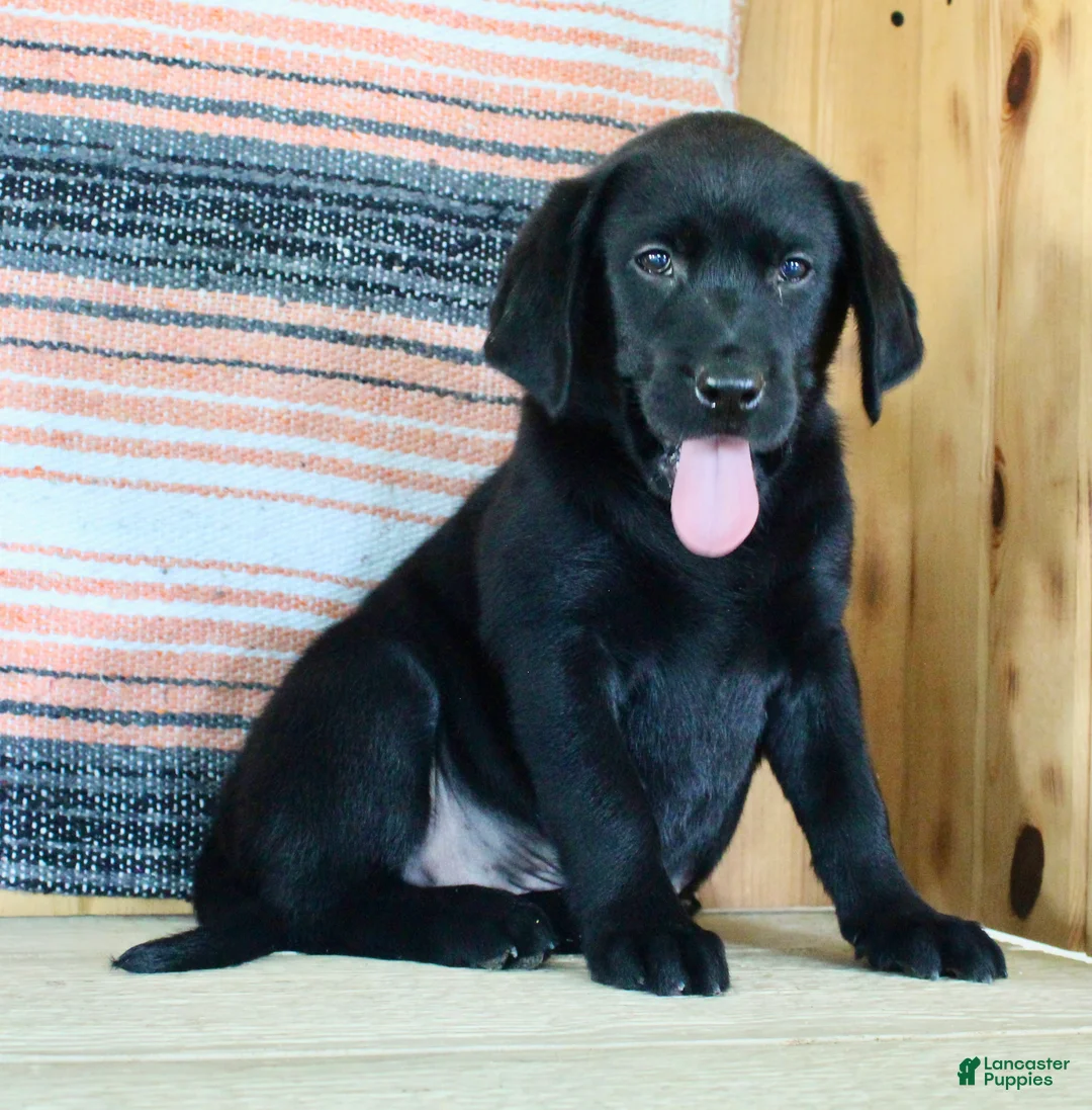 Labrador Retriever dogs for sale: Betty  - Ad 1