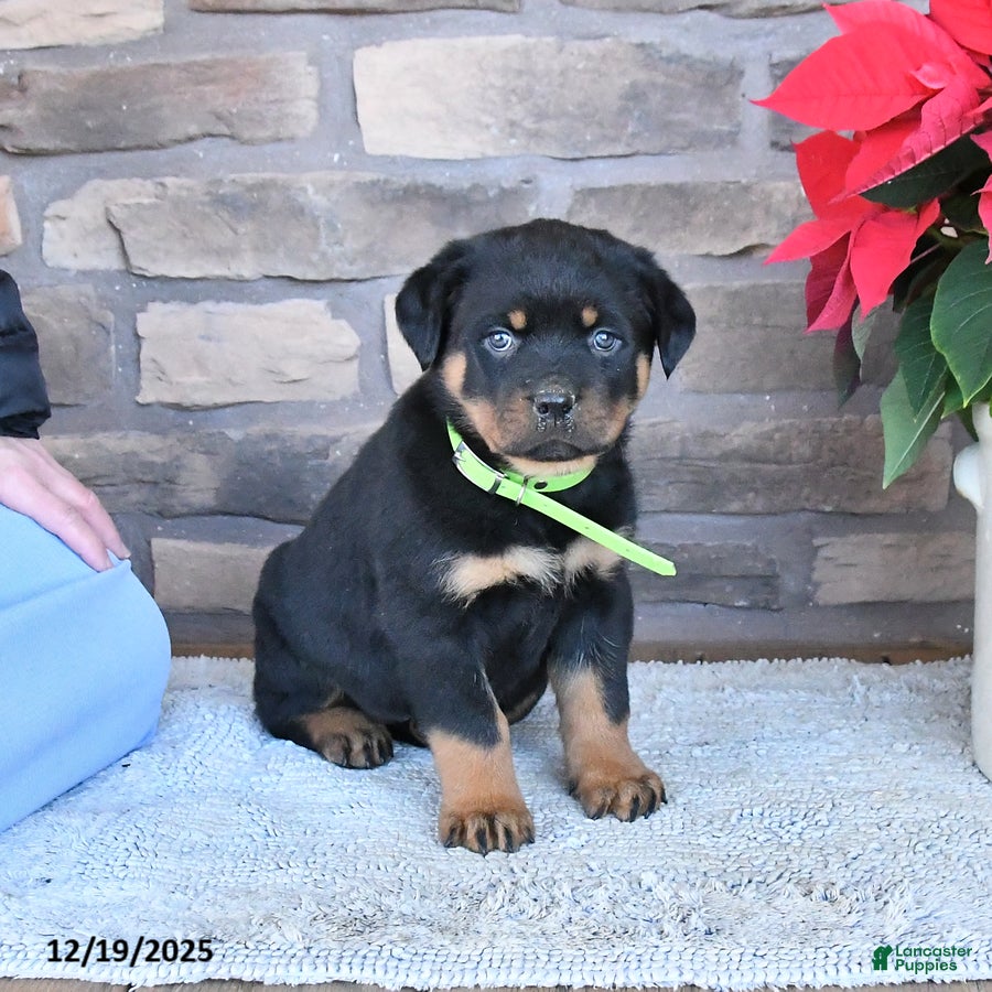 Rottweiler dogs Tulip - Ad 12