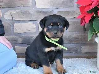 Rottweiler dogs Tulip - Ad 26