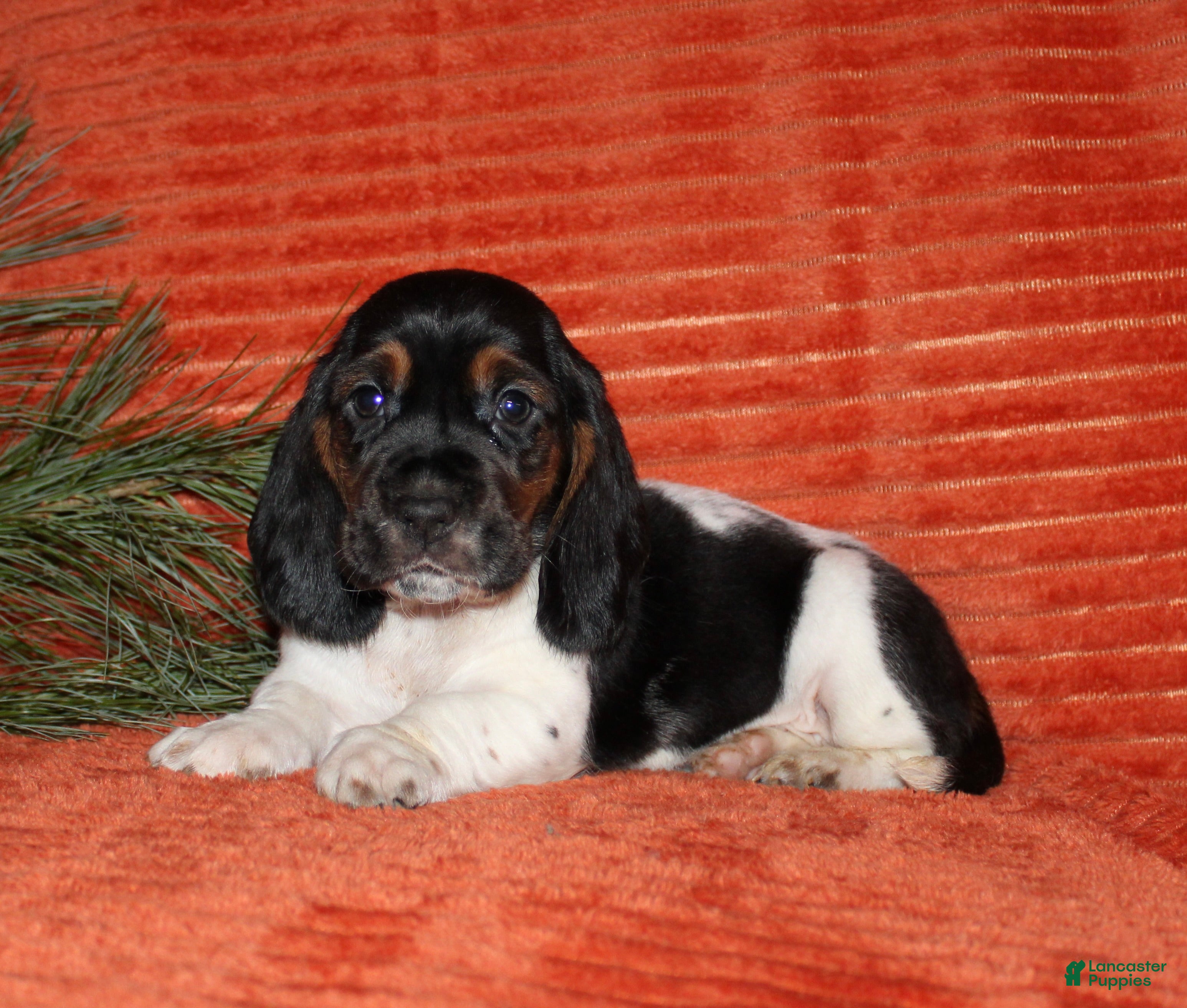 Basset Hound dogs Sally - Ad 1