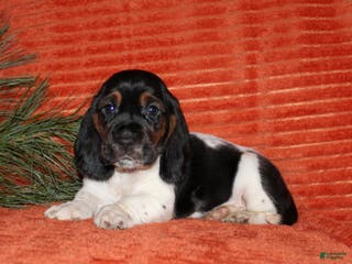 Basset Hound dogs Sally - Ad 5
