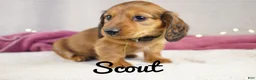 Miniature Dachshund dogs for sale: Scout - Ad 6