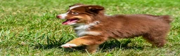 Miniature Australian Shepherd dogs for sale: Nolan - Ad 8