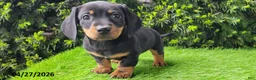 Miniature Dachshund dogs for sale: Pete - Ad 3