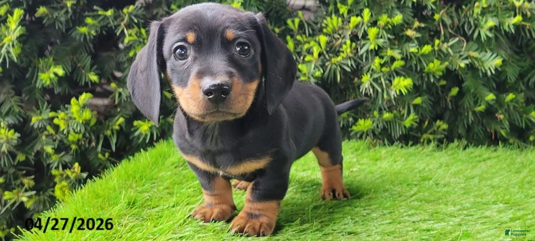 Miniature Dachshund dogs for sale: Pete - Ad 3