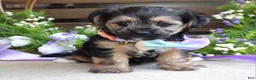 Morkie dogs for sale: Fiona  - Ad 8
