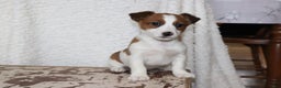 Jack Russell Terrier dogs for sale: Howie - Ad 4