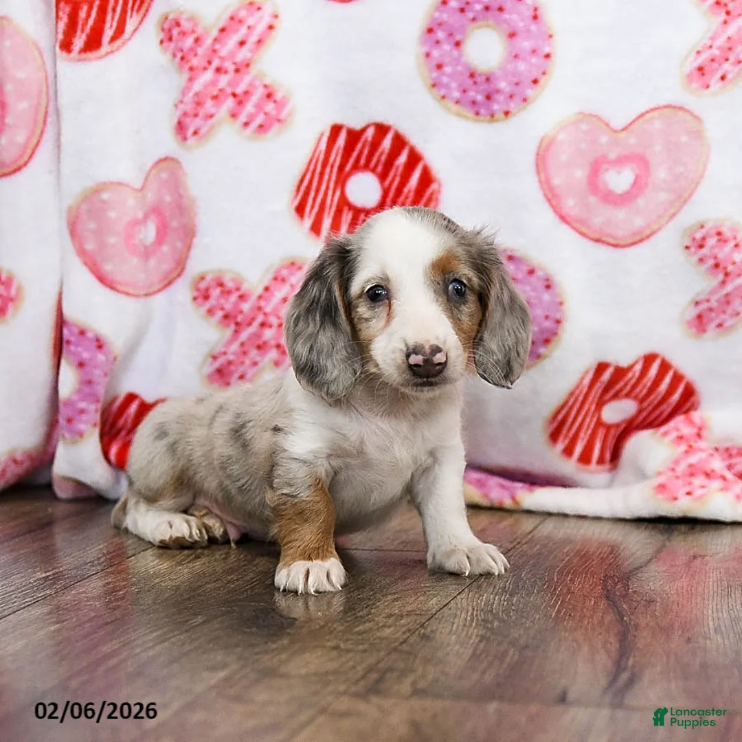 Miniature Dachshund dogs for sale: Oreo - Ad 1
