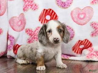 Miniature Dachshund dogs Oreo - Ad 2