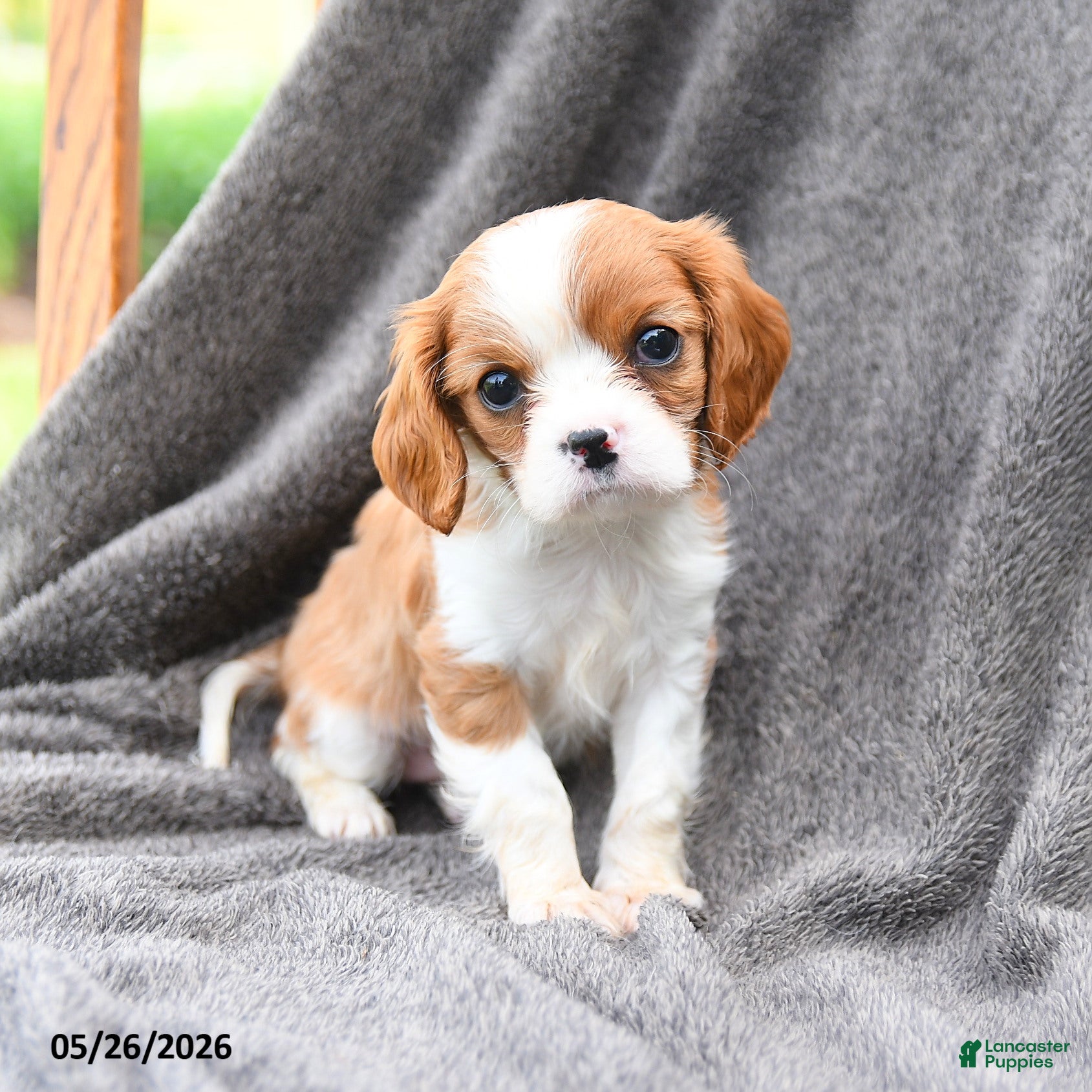 Cavalier King Charles Spaniel dogs Dewey - Ad 2