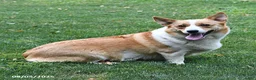 Welsh Corgi Pembroke dogs for sale: Magnolia - Ad 6