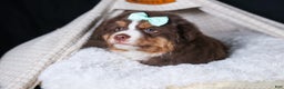 Miniature Australian Shepherd dogs for sale: SHADOW - Ad 10