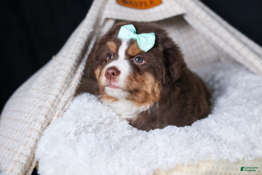 Miniature Australian Shepherd dogs for sale: SHADOW - Ad 10