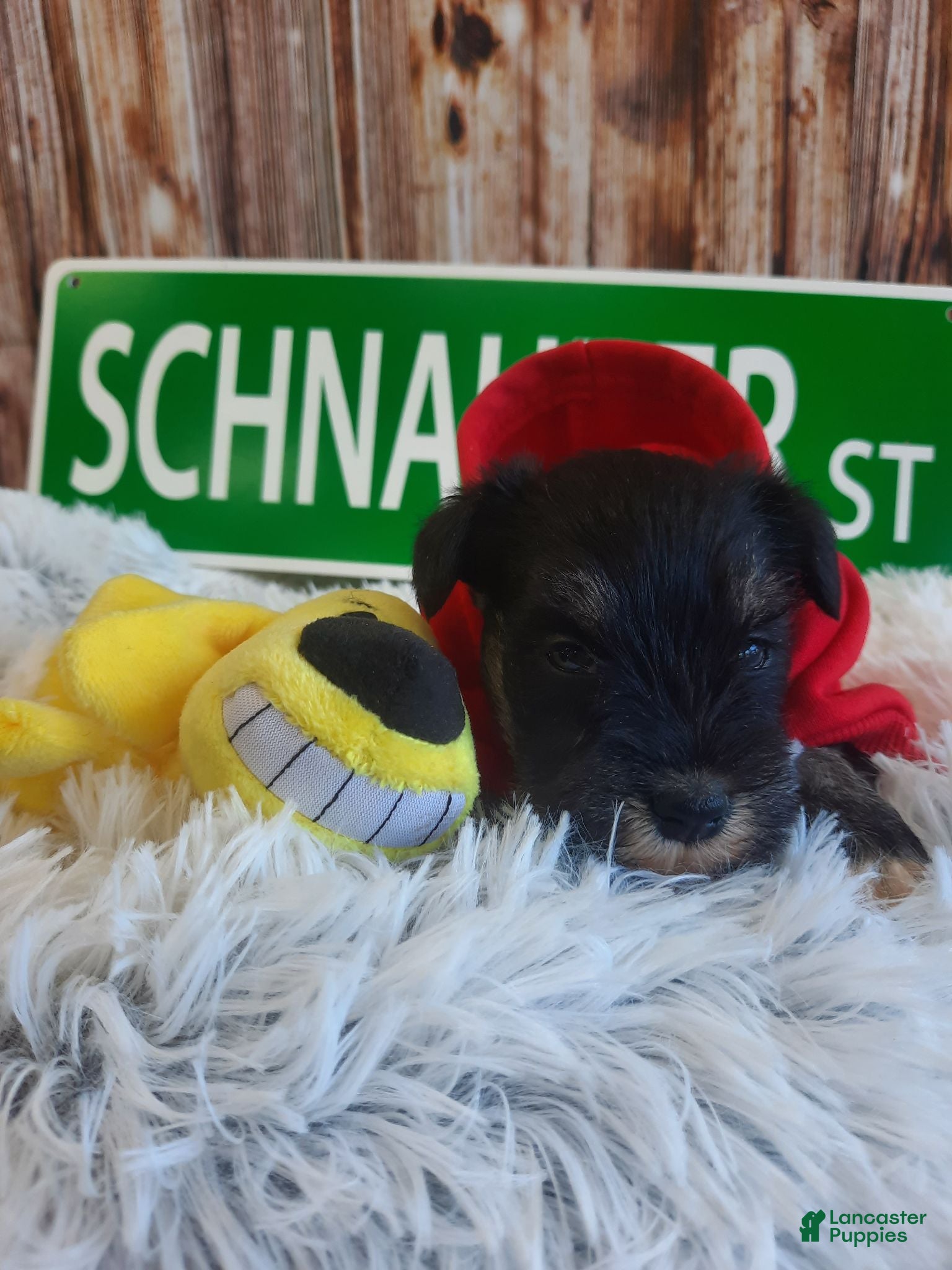 Miniature Schnauzer dogs AKC Cutie Pie - Ad 1