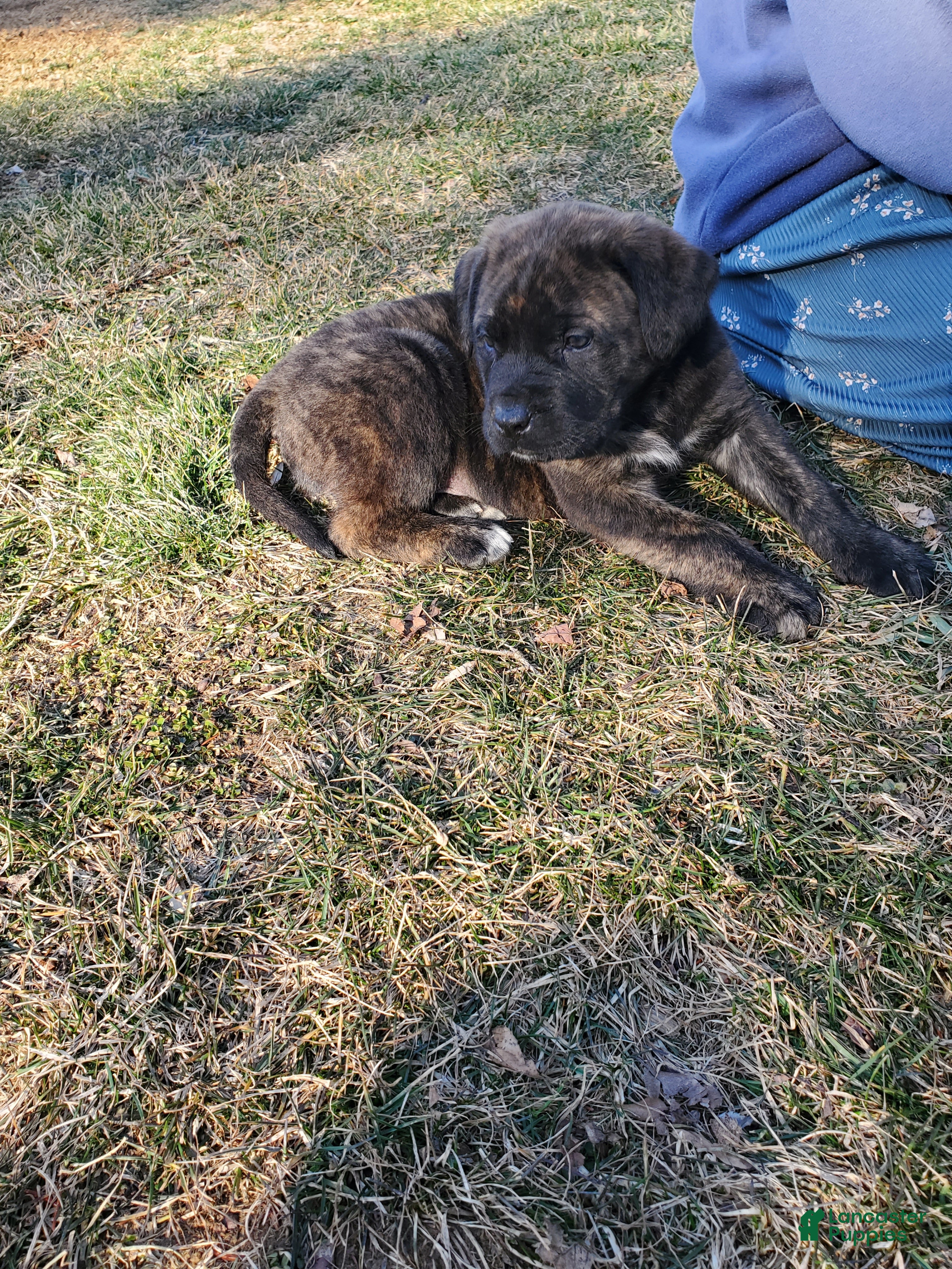 English Mastiff dogs Huck - Ad 2