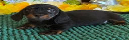Dachshund dogs for sale: Rhett Wire - Ad 4