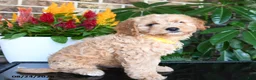 Mixed Breed dogs for sale: Marley - Ad 4