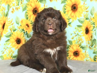 Newfoundland dogs Snickers - Ad 11