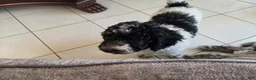 Miniature Poodle dogs for sale: Little Debbie - Ad 14