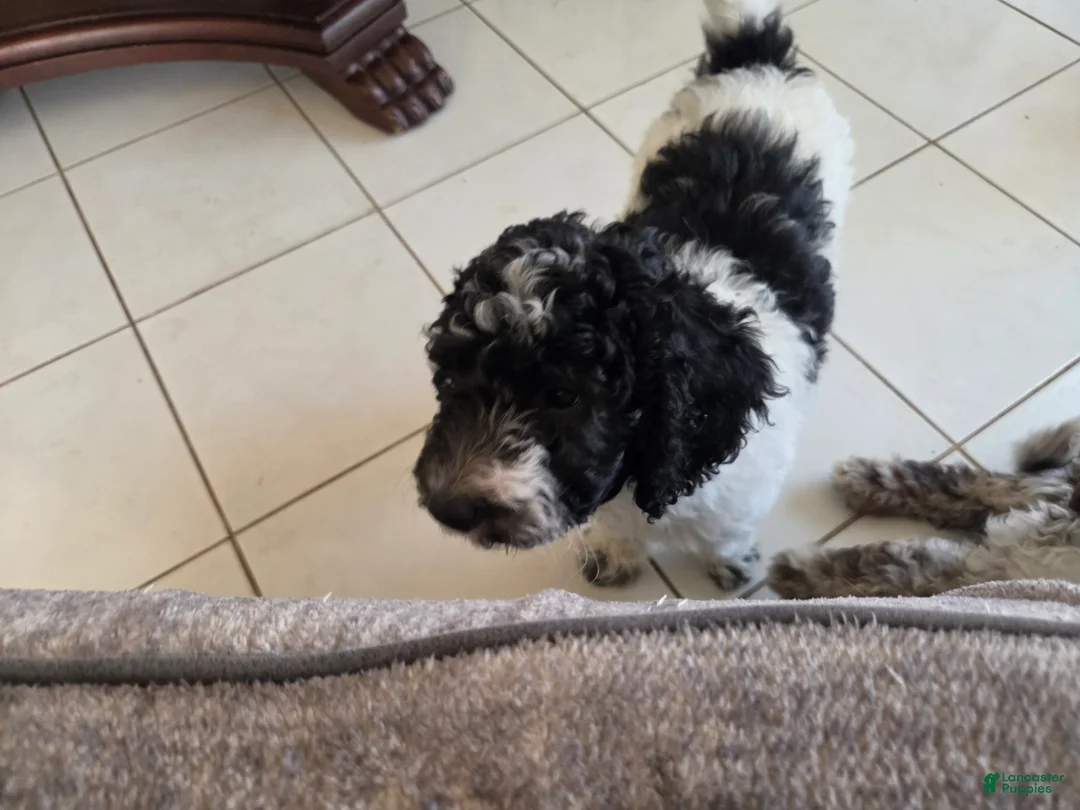 Miniature Poodle dogs for sale: Little Debbie - Ad 14