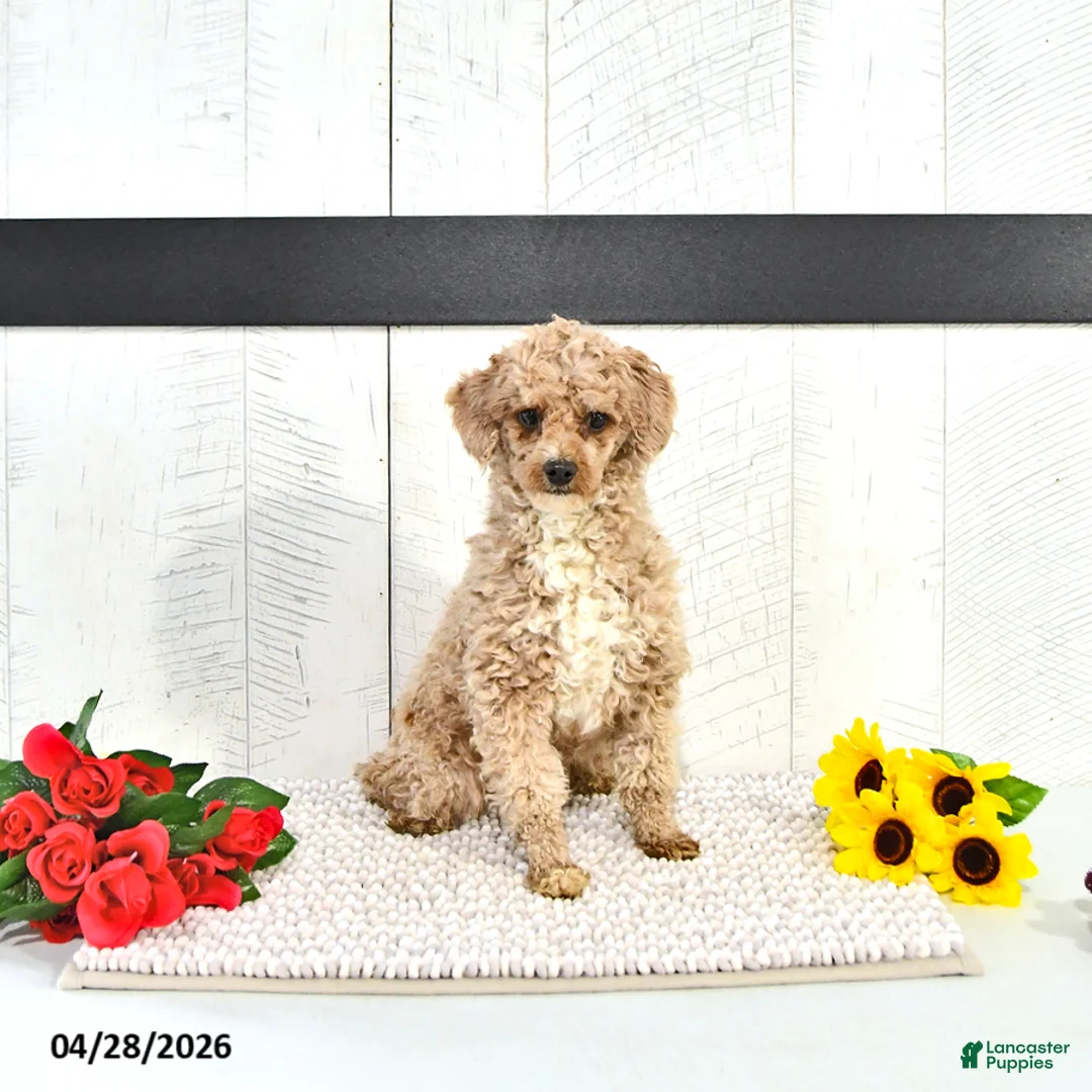 Miniature Poodle dogs for sale: Kara - Ad 7