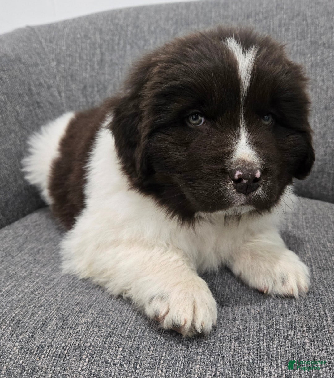 Newfoundland dogs for sale: Barney  - Ad 9