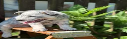 Australian Cattle Dog dogs for sale: Kodi  - Ad 1