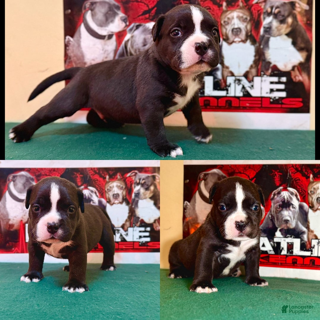 American Bully dogs for sale: American Bully Puppy 1 - Ad 1