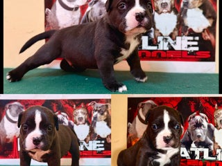 American Bully dogs American Bully Puppy 1 - Ad 38