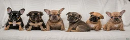 French Bulldog dogs for sale: Daisey - Ad 10