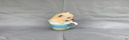 Chihuahua dogs for sale: Milo - Ad 2