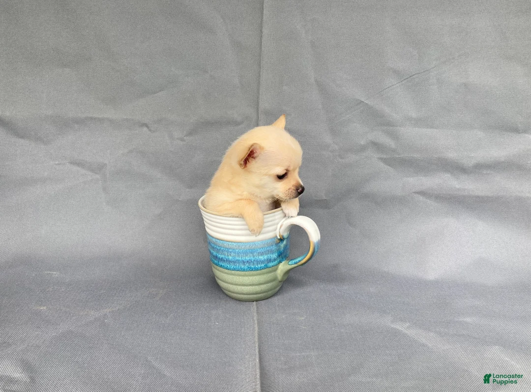 Chihuahua dogs for sale: Milo - Ad 2