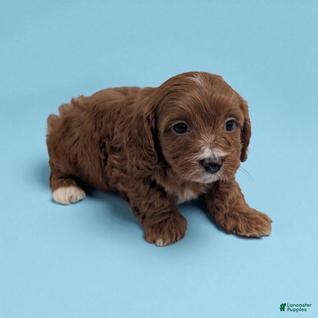 Cavapoo dogs for sale: Pebbles - Ad 2