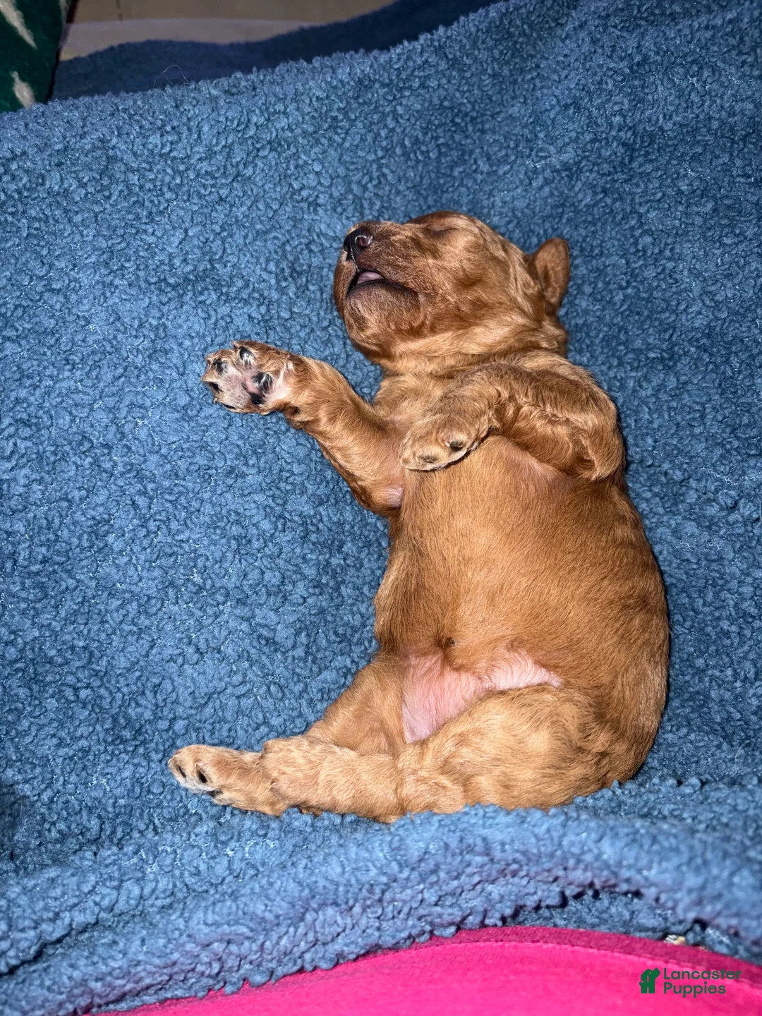 Mini Goldendoodle dogs for sale: Mini Goldendoodle Puppy 1 - Ad 11