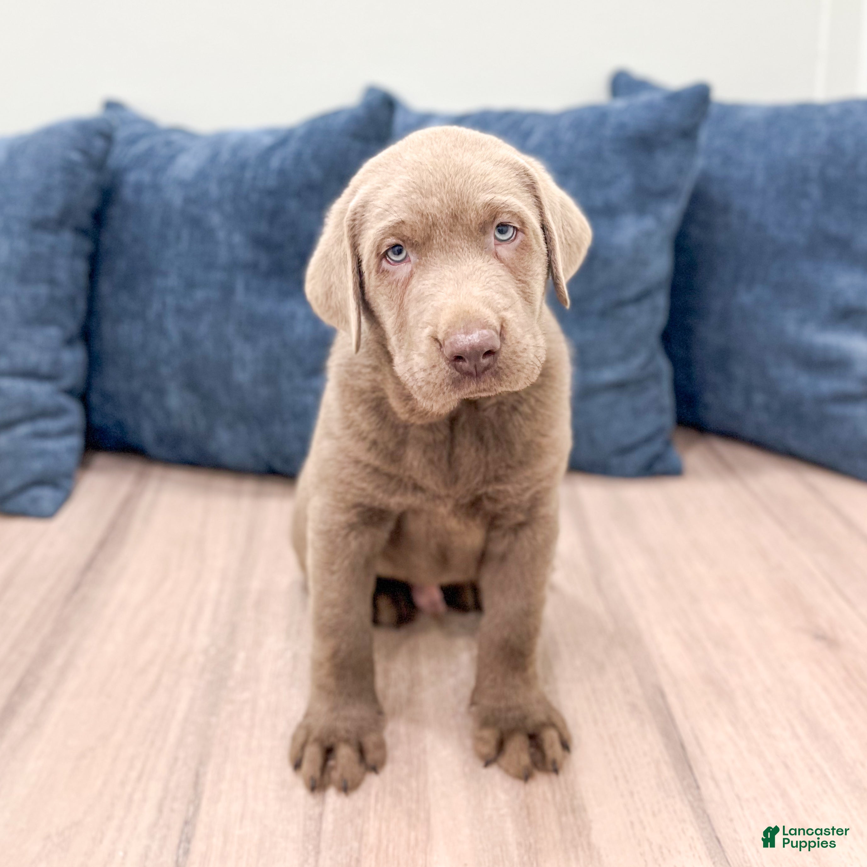 Labrador Retriever dogs Rover - Ad 1