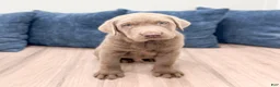 Labrador Retriever dogs for sale: Rover - Ad 1