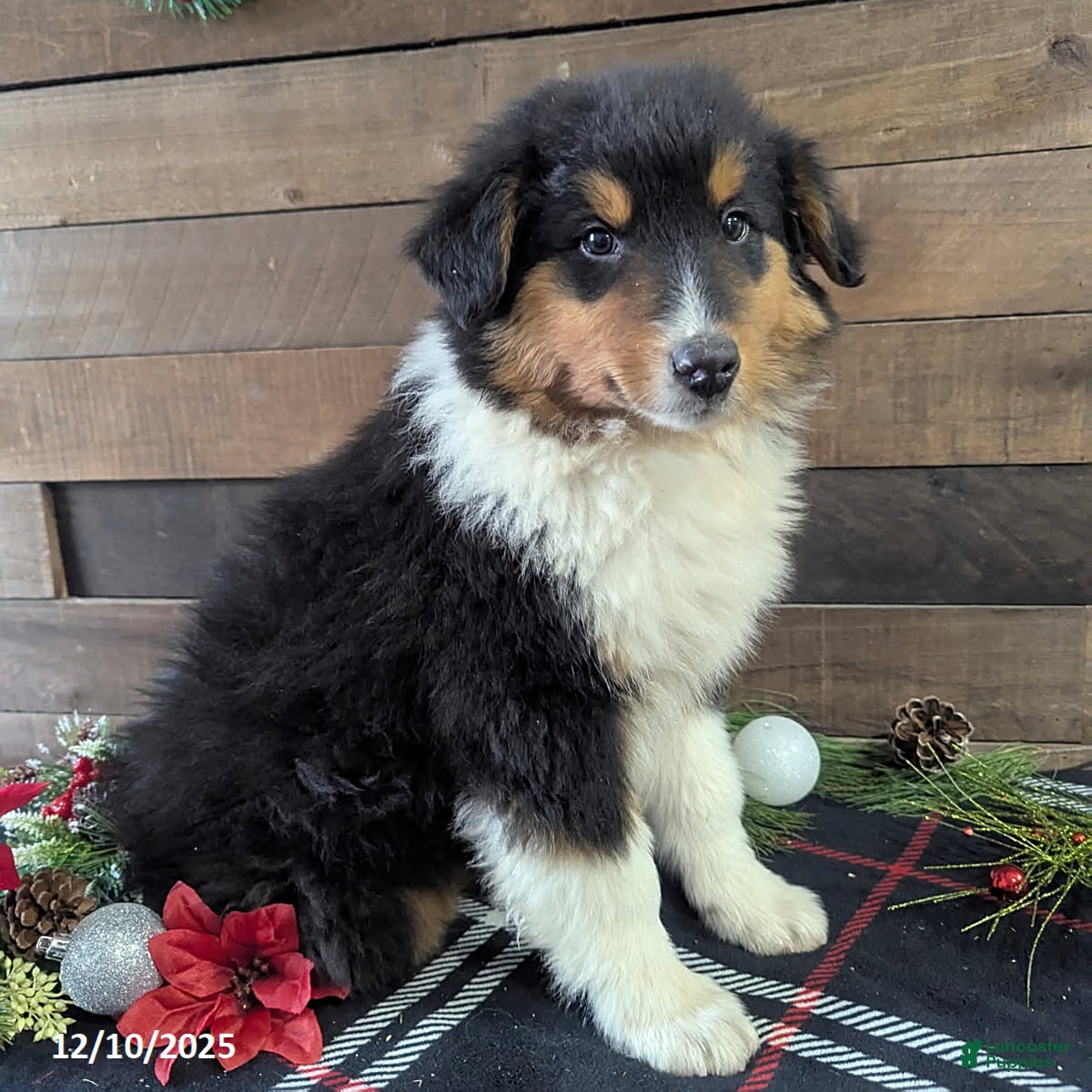 Mixed Breed dogs Texas - Ad 39