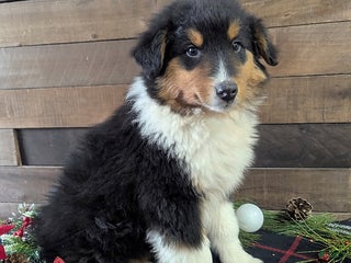 Mixed Breed dogs Texas - Ad 19