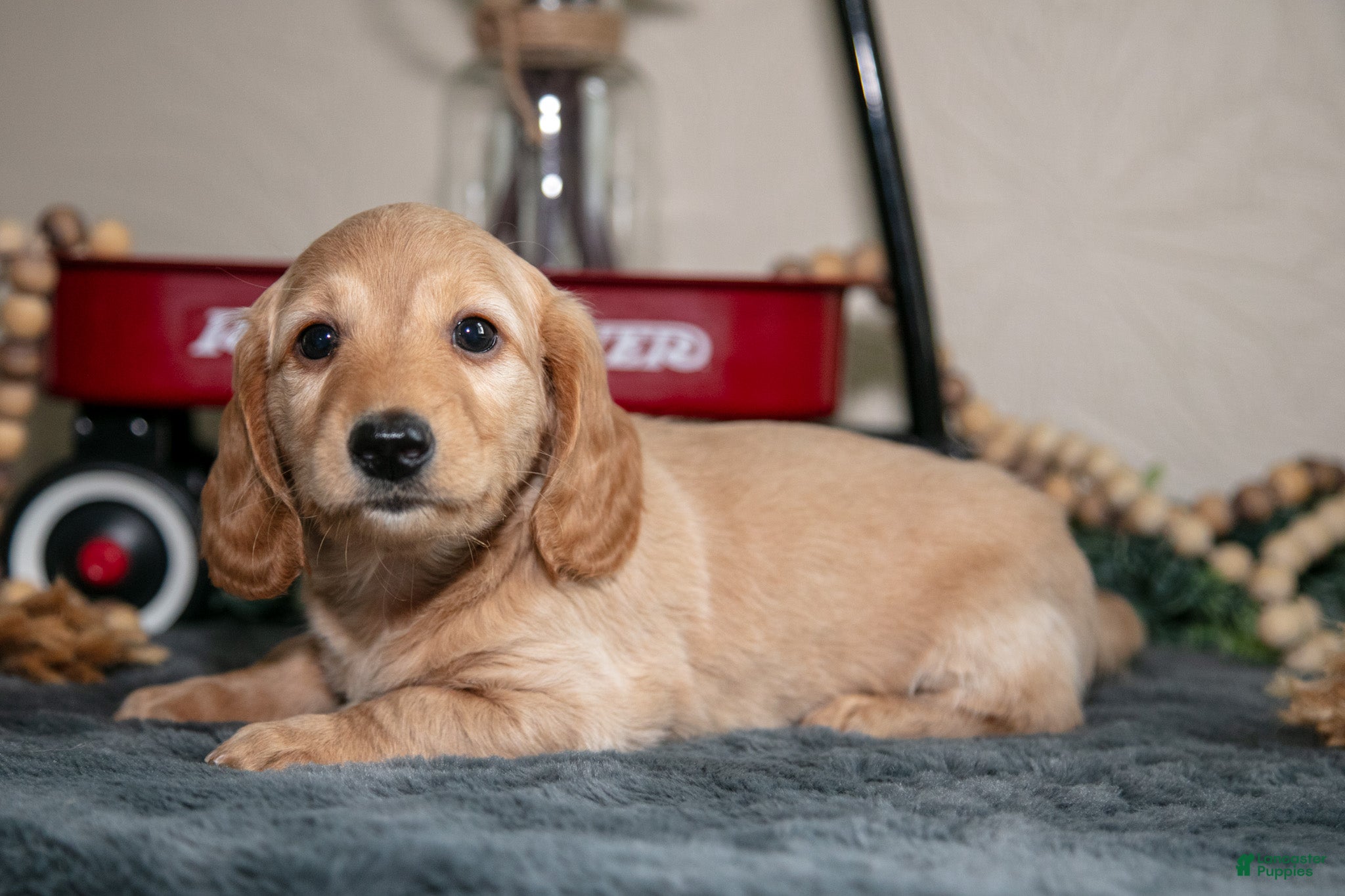 Miniature Dachshund dogs Ellis - Ad 1