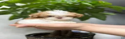 Shih Tzu dogs for sale: Teacup milo - Ad 4